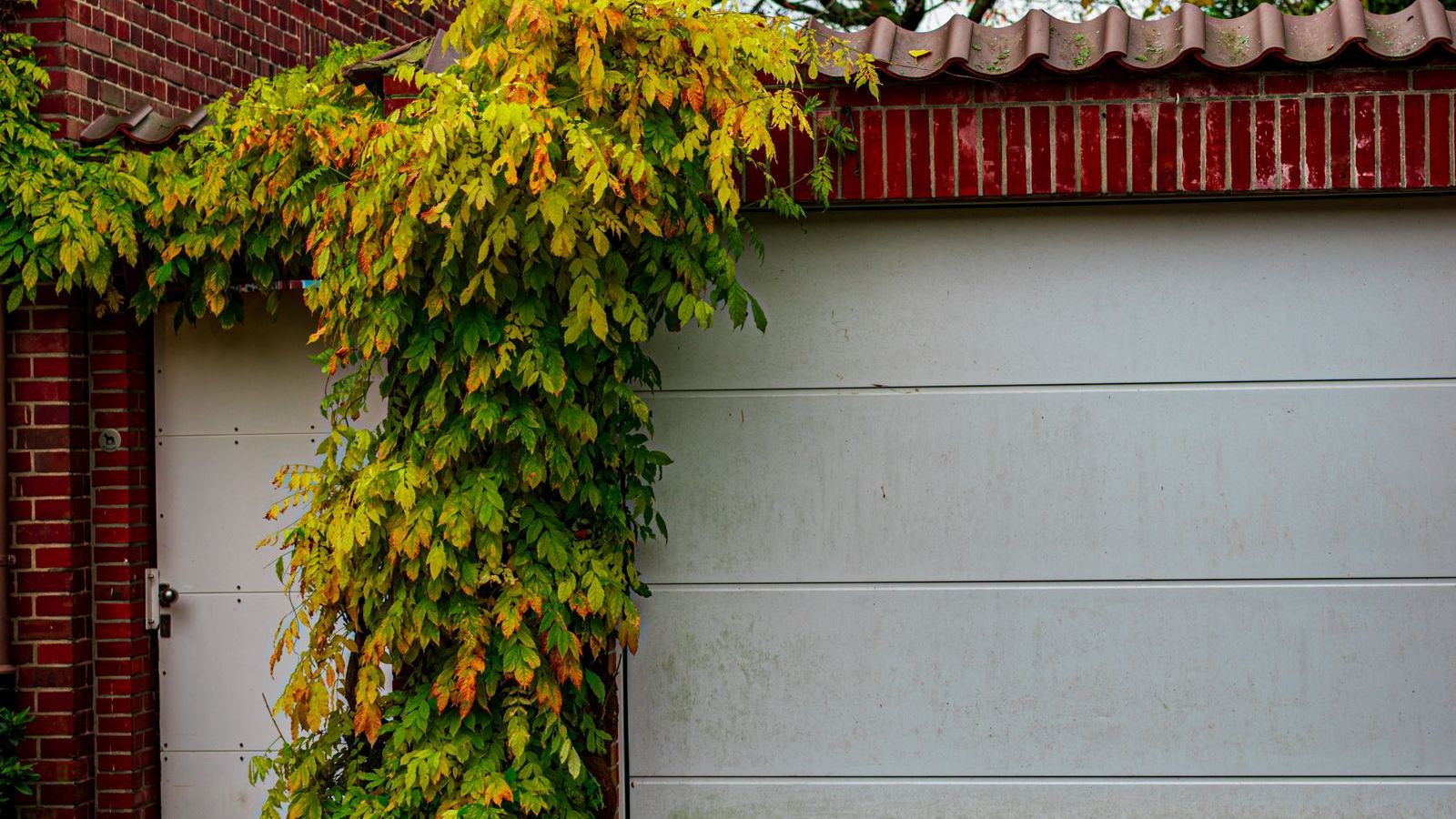 Residential garage door framed by autumn ivy on a brick home